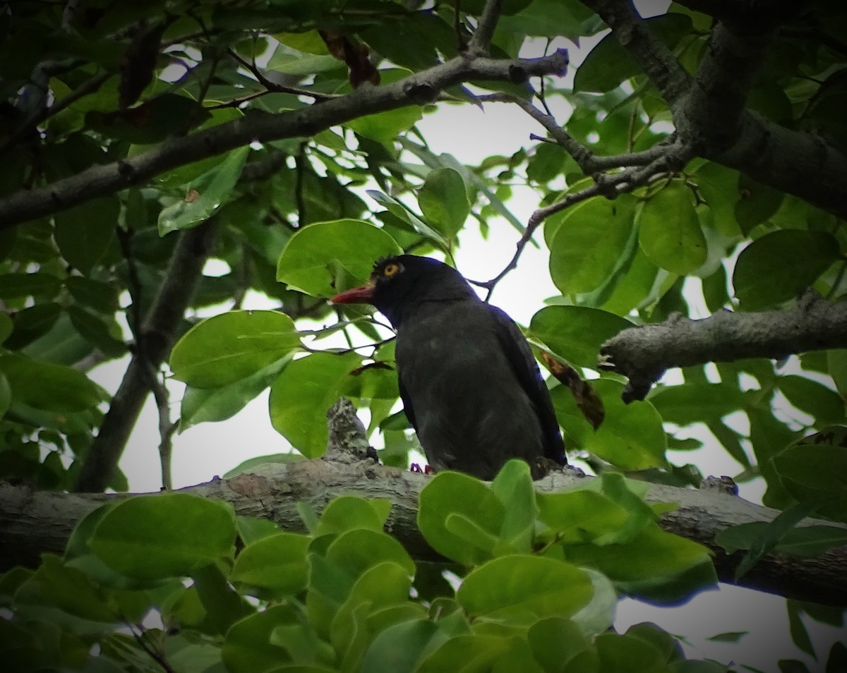 Chestnut-fronted Helmetshrike - ML55805931