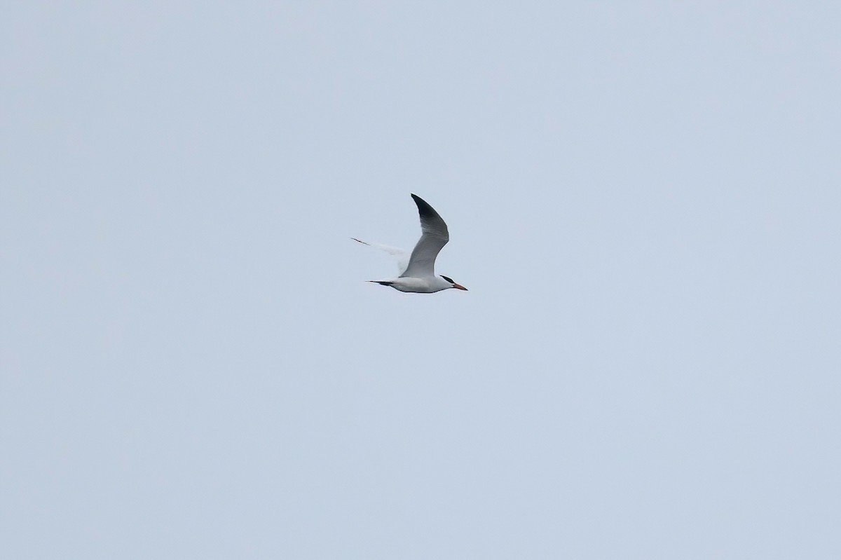 Caspian Tern - ML558059681