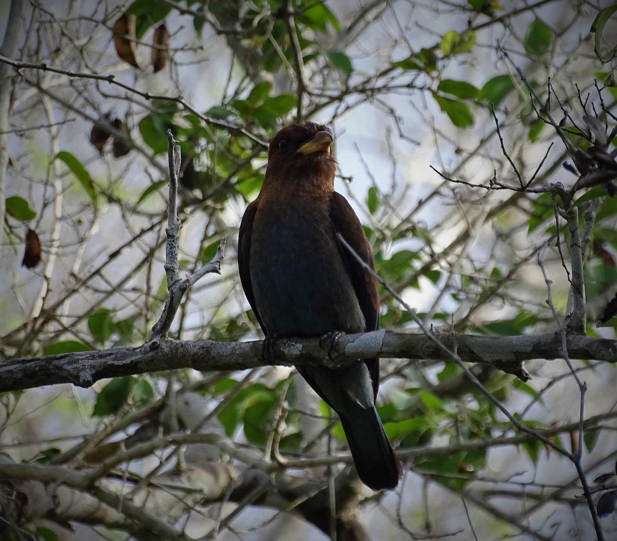 Broad-billed Roller - ML55805971