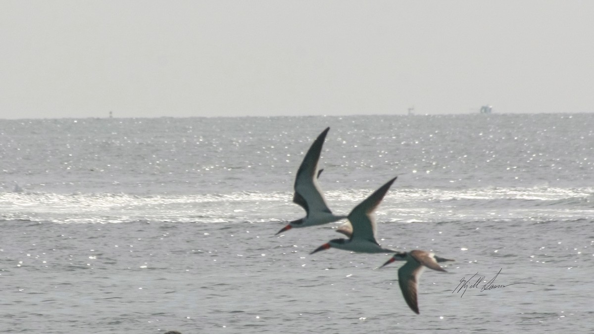 Black Skimmer - ML558059971