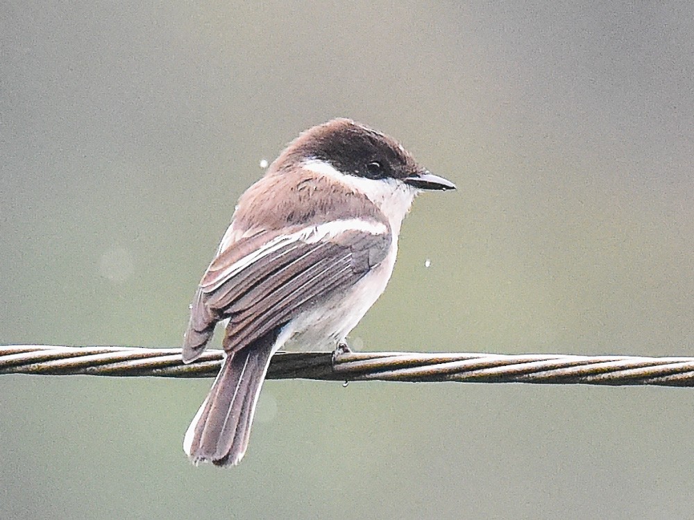 Bar-winged Flycatcher-shrike - ML558060501