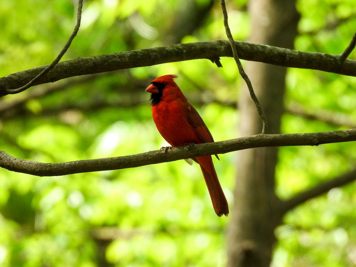 Northern Cardinal - Sophie Dismukes