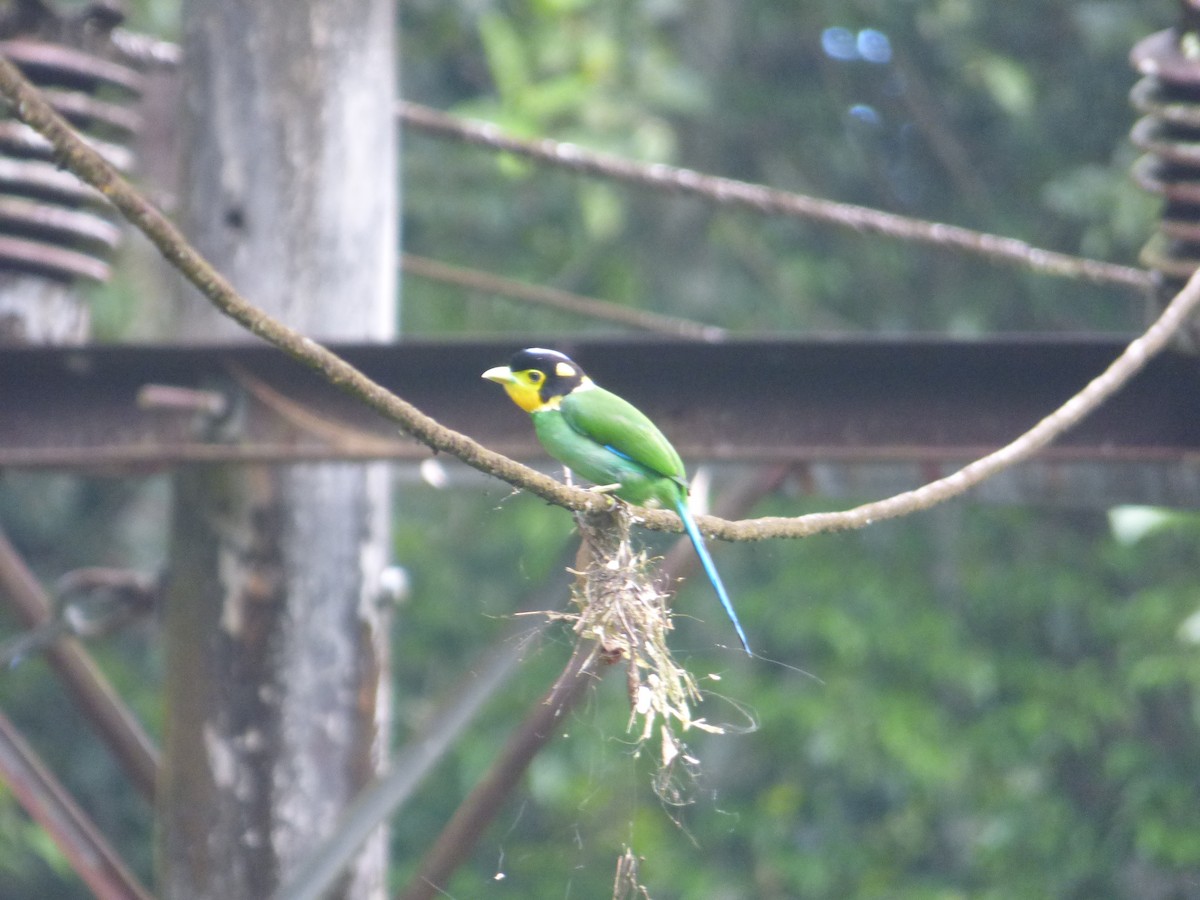 Long-tailed Broadbill - Philip Crutchley