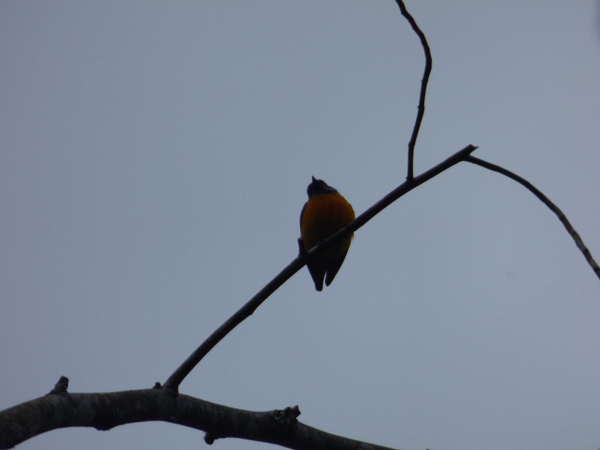 Orange-bellied Flowerpecker - Philip Crutchley