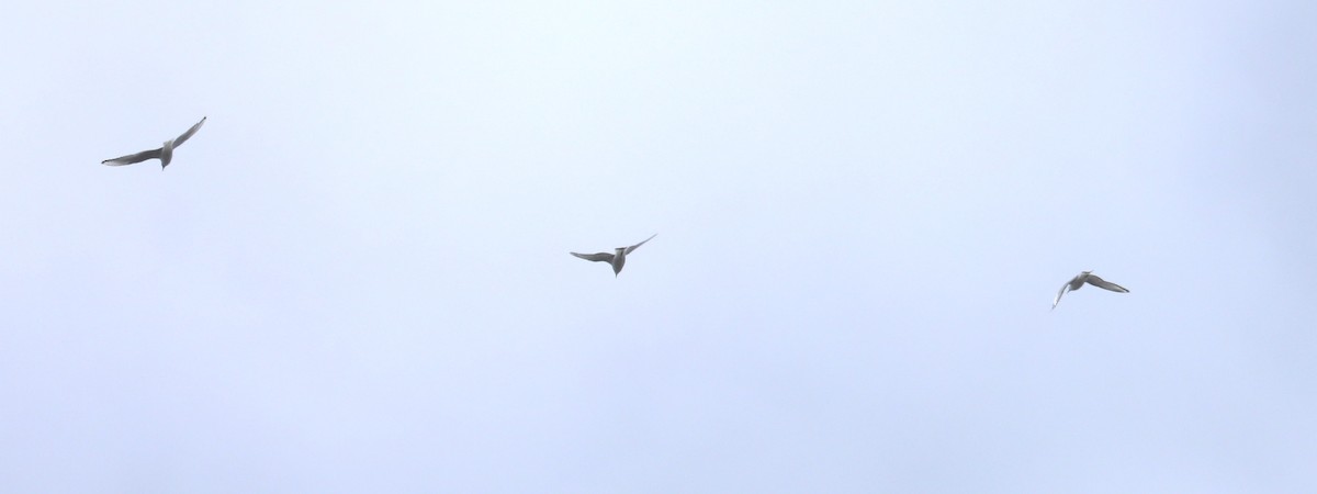 Bonaparte's Gull - ML558063881