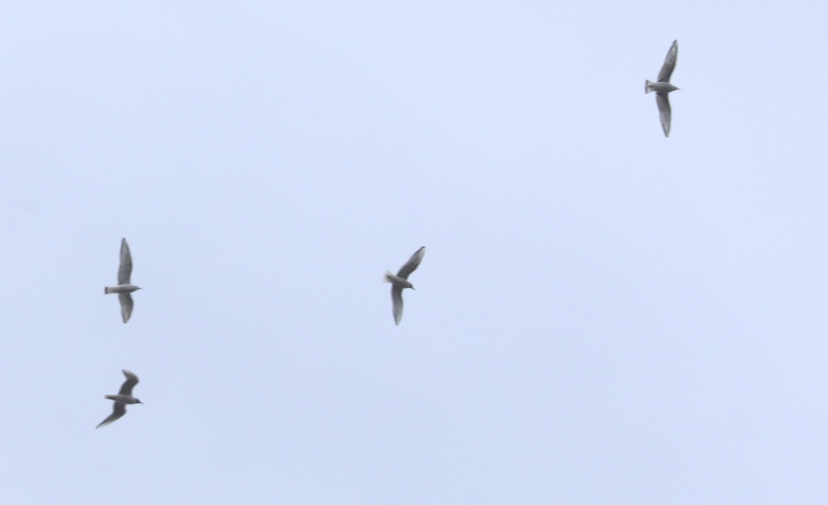 Bonaparte's Gull - ML558063911