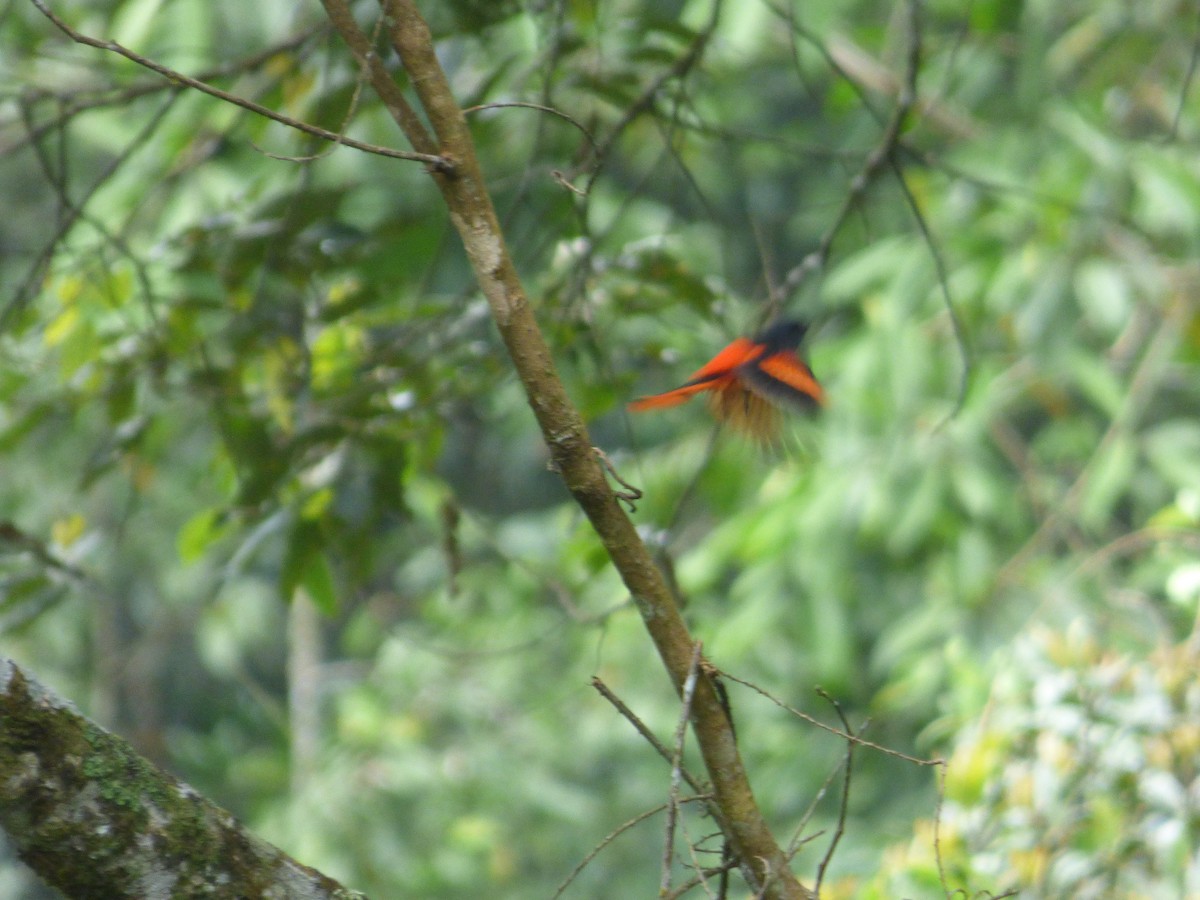 Gray-chinned Minivet - Philip Crutchley