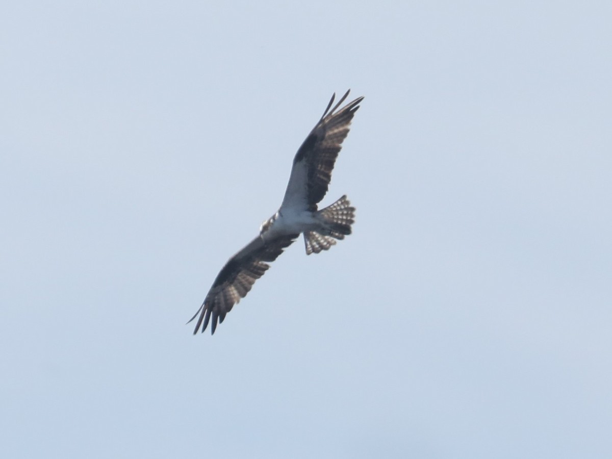 Águila Pescadora (carolinensis) - ML558064801