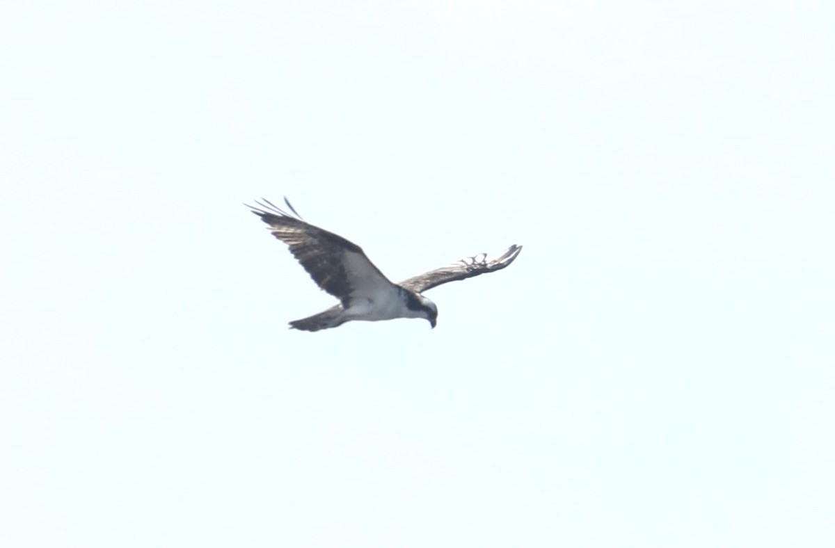 Águila Pescadora (carolinensis) - ML558064811