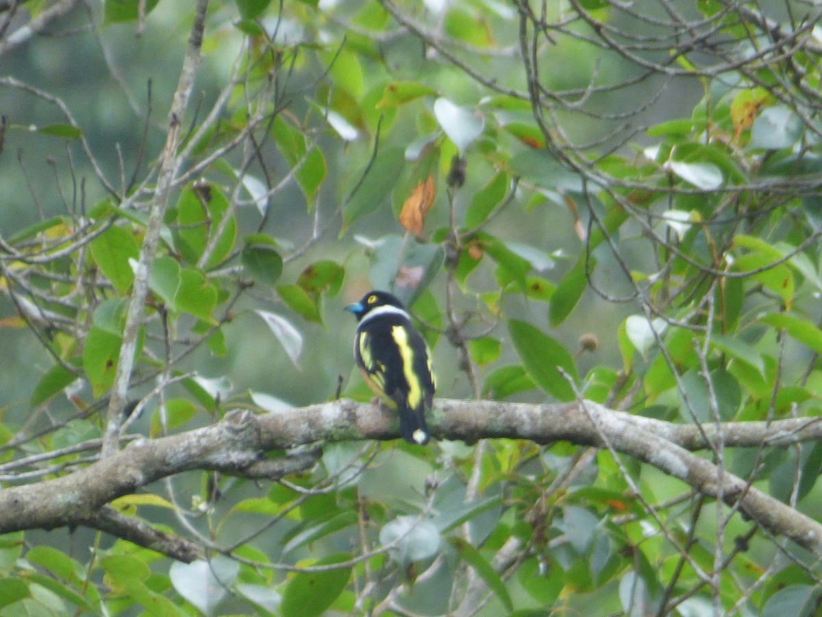 Black-and-yellow Broadbill - Philip Crutchley