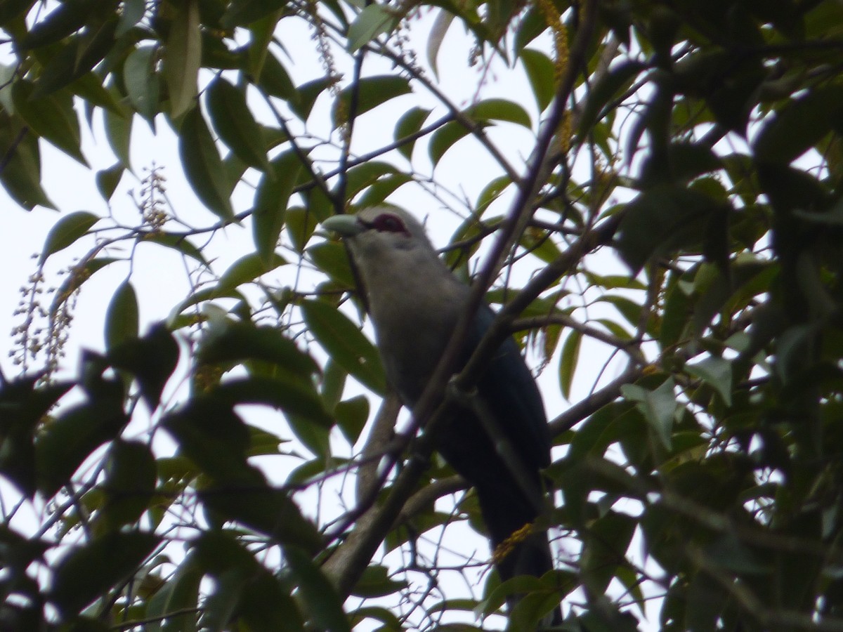 Green-billed Malkoha - ML55806611