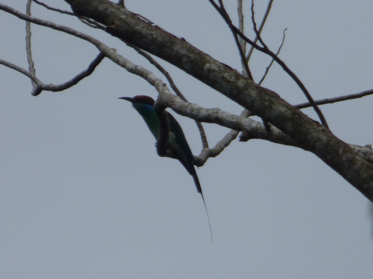 Blue-throated Bee-eater - Philip Crutchley