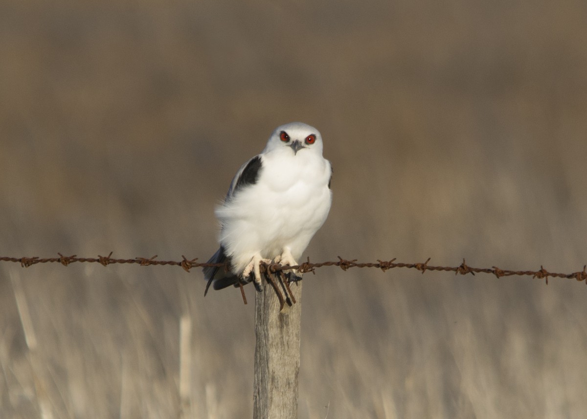 Letter-winged Kite - ML55806821