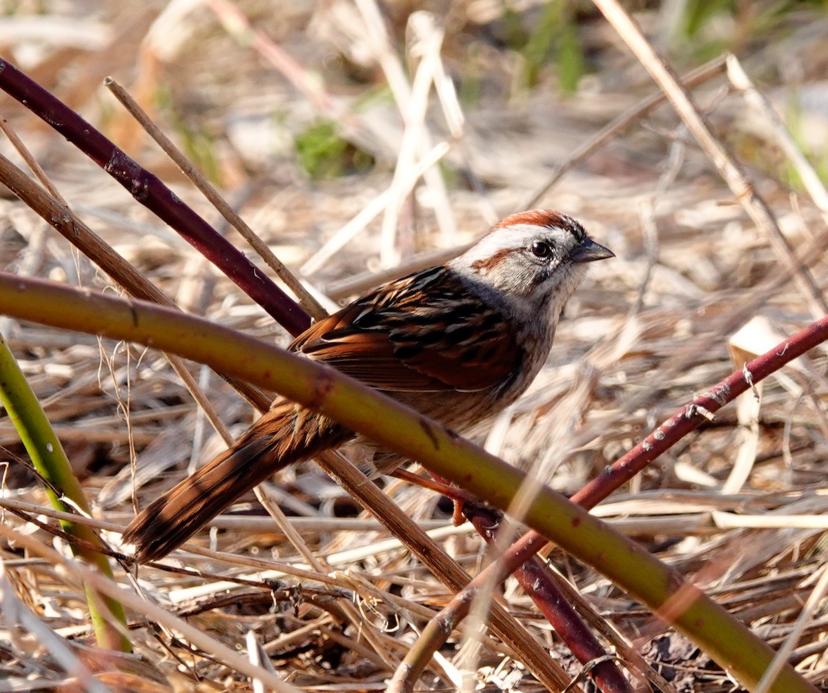 Swamp Sparrow - ML558069511