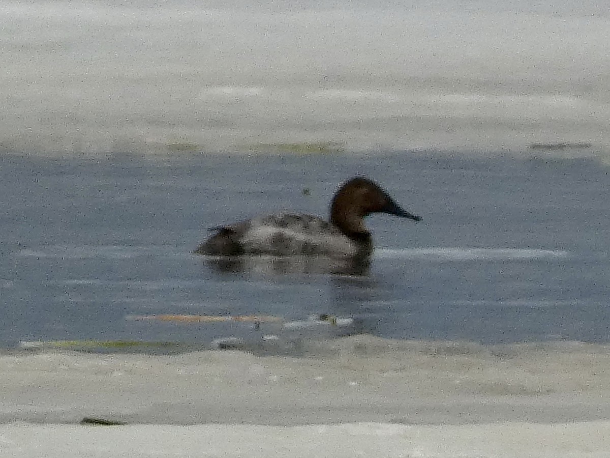 Canvasback - ML558069851