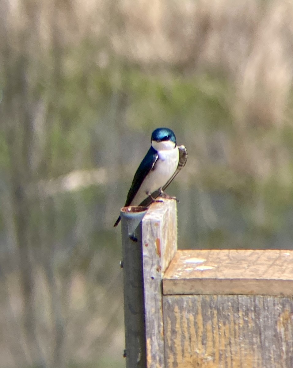 Tree Swallow - ML558071481