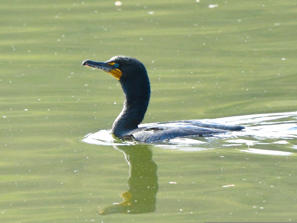 Cormoran à aigrettes - ML558071941