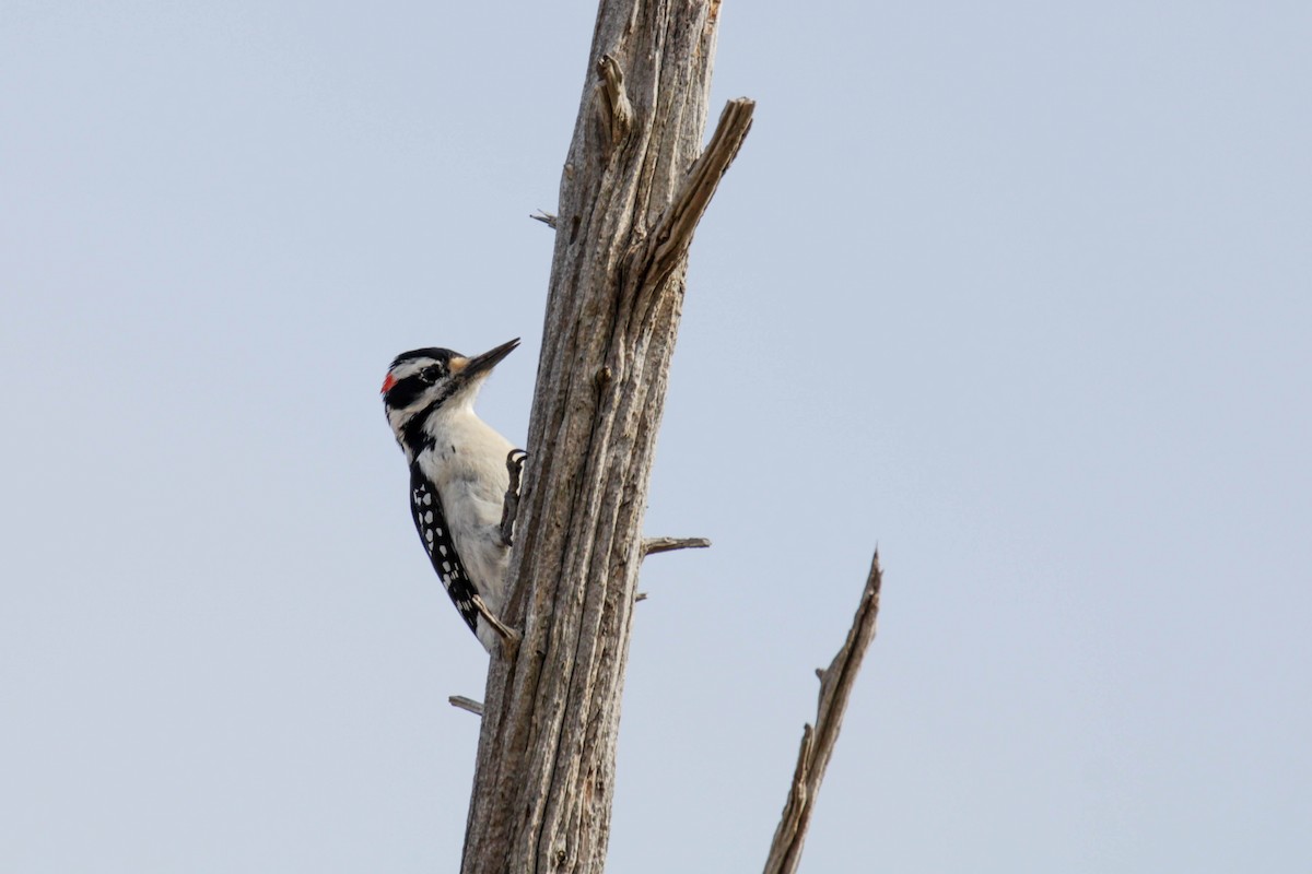 Hairy Woodpecker - ML558072411