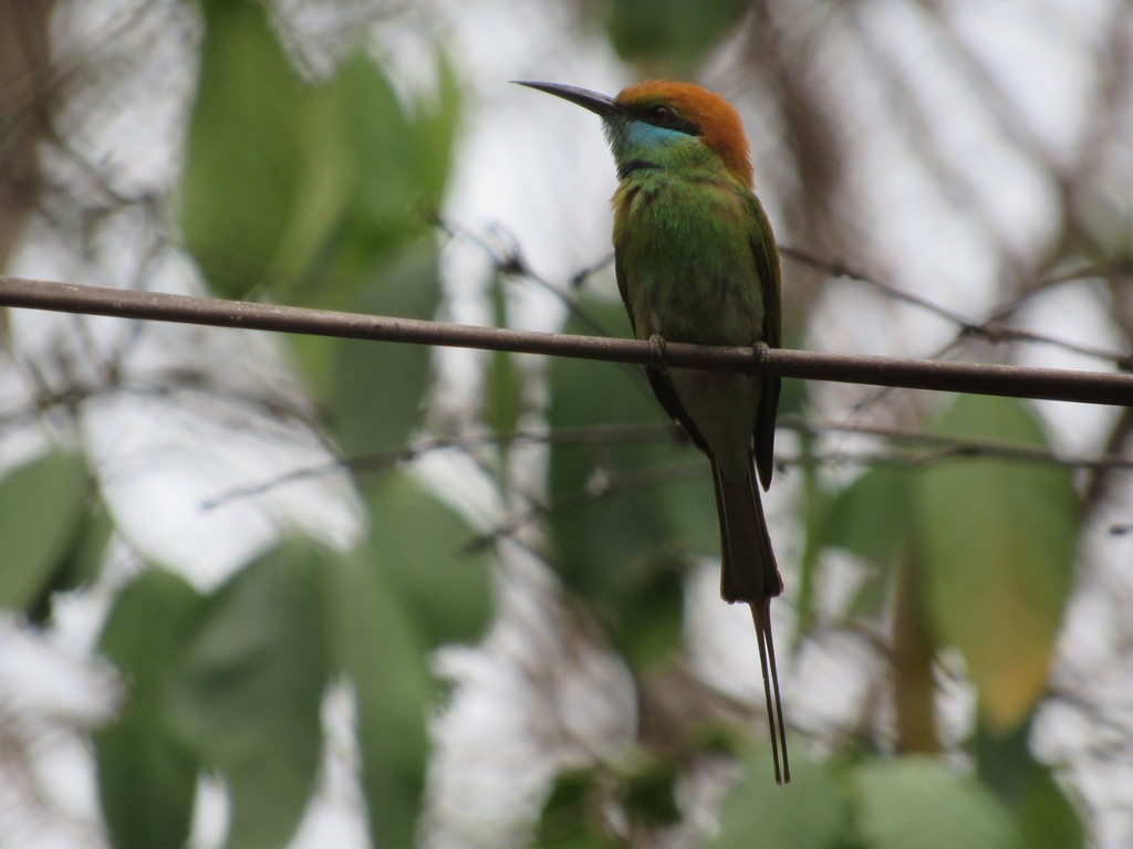 Bronzescheitel-Smaragdspint - ML558073451