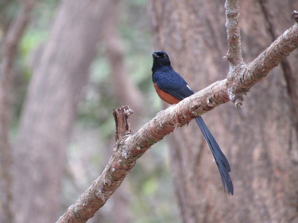 Weißbürzelschama - ML558073551