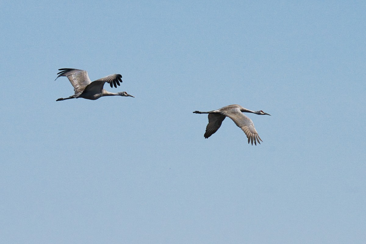 Sandhill Crane - ML558074221