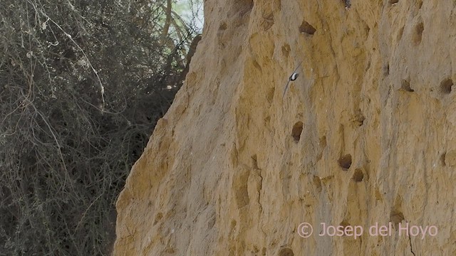 Horus Swift (White-rumped) - ML558074471