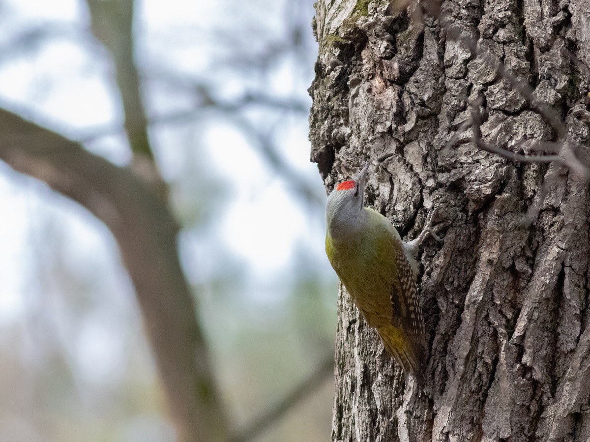 Gray-headed Woodpecker - ML558076911