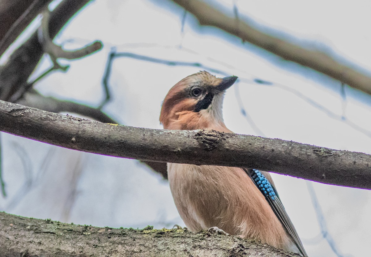 Eurasian Jay - ML558076961