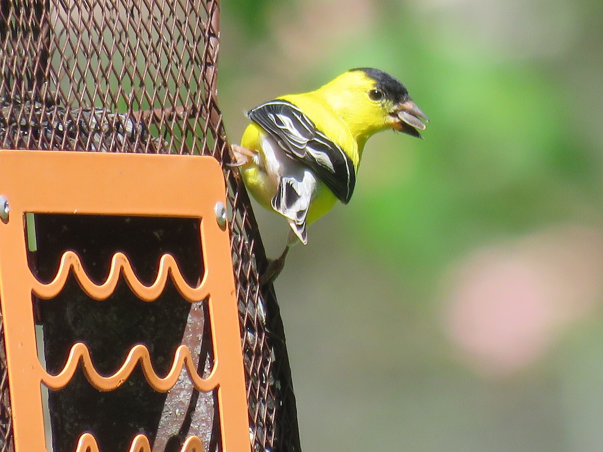 American Goldfinch - ML558076971