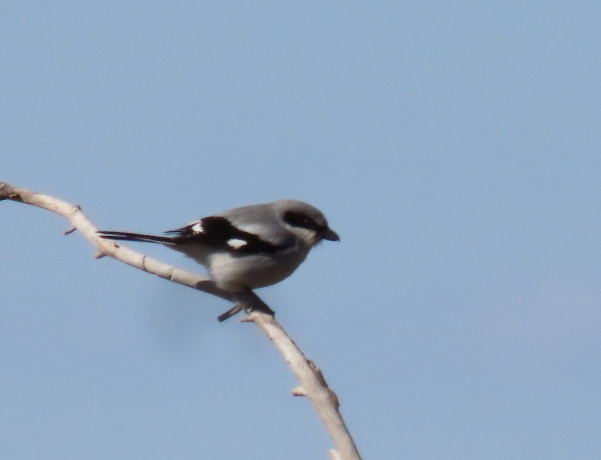 Loggerhead Shrike - ML558077171