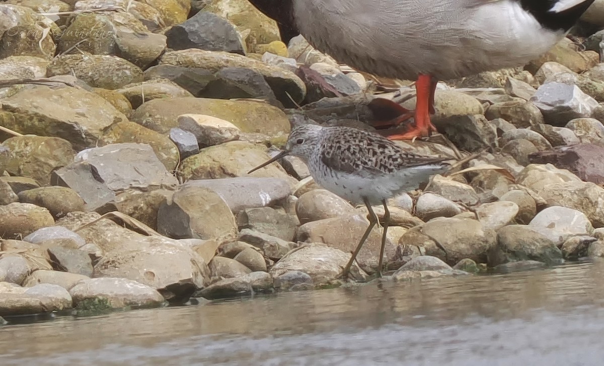 Marsh Sandpiper - Anonymous