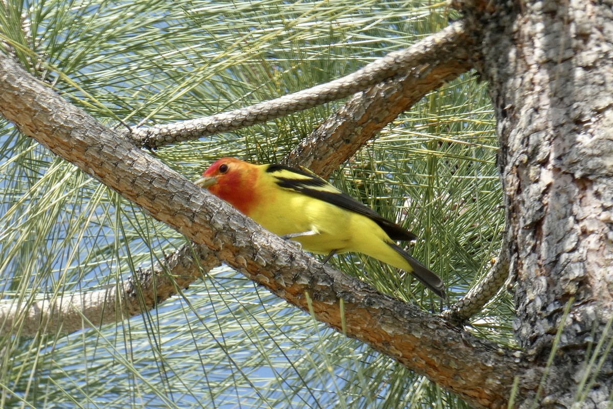 Western Tanager - ML558079501