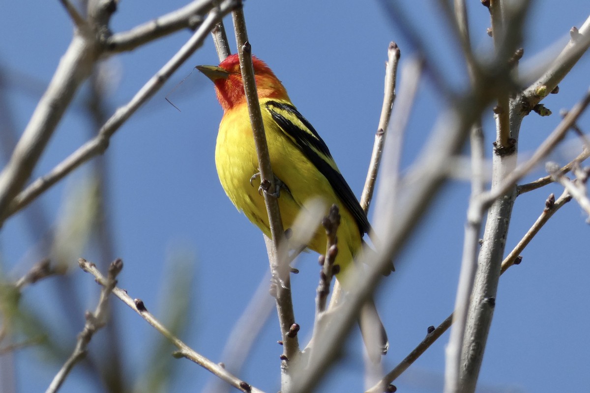 Western Tanager - ML558079511