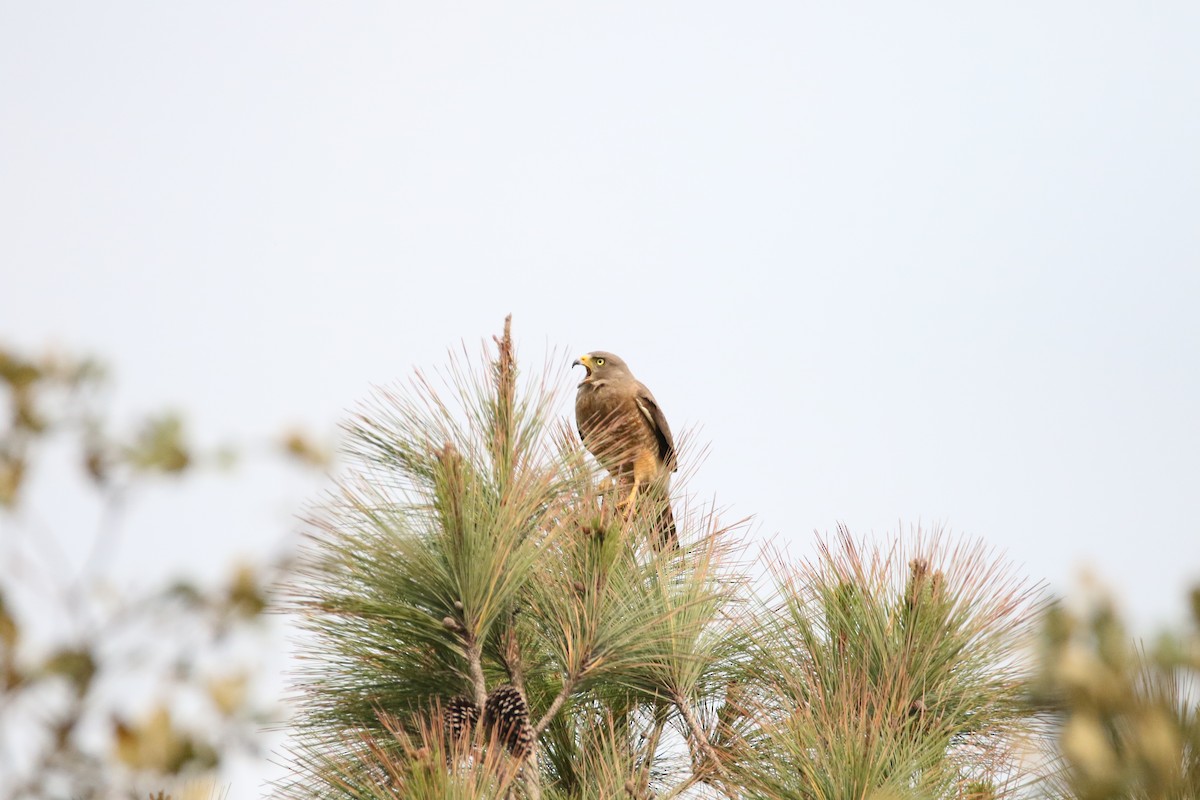 Roadside Hawk - ML558079851