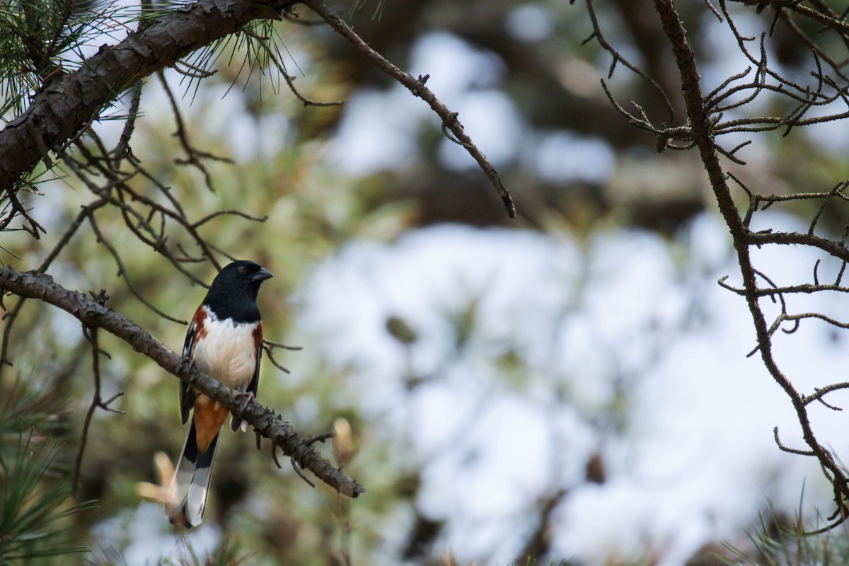 Eastern Towhee - ML558080451