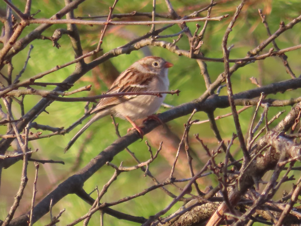 Field Sparrow - ML558080511