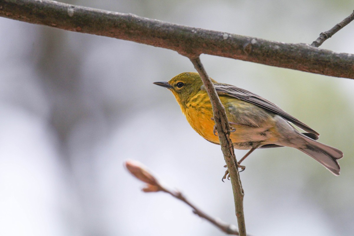 Pine Warbler - ML558080541