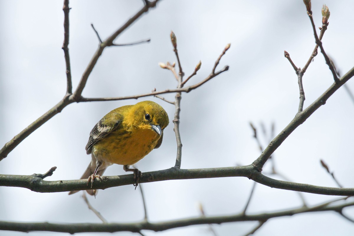 Pine Warbler - ML558080591