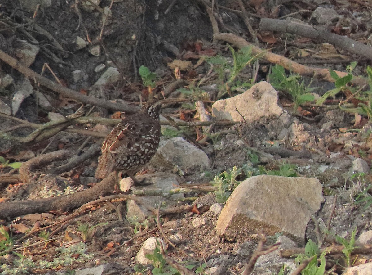 Crested Bobwhite (Spot-bellied) - Alfonso Auerbach