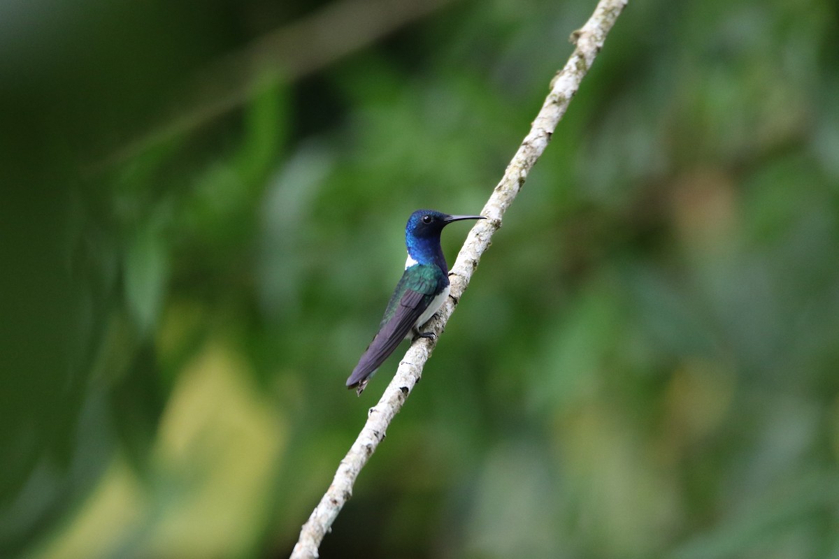 Colibrí Nuquiblanco - ML558081891