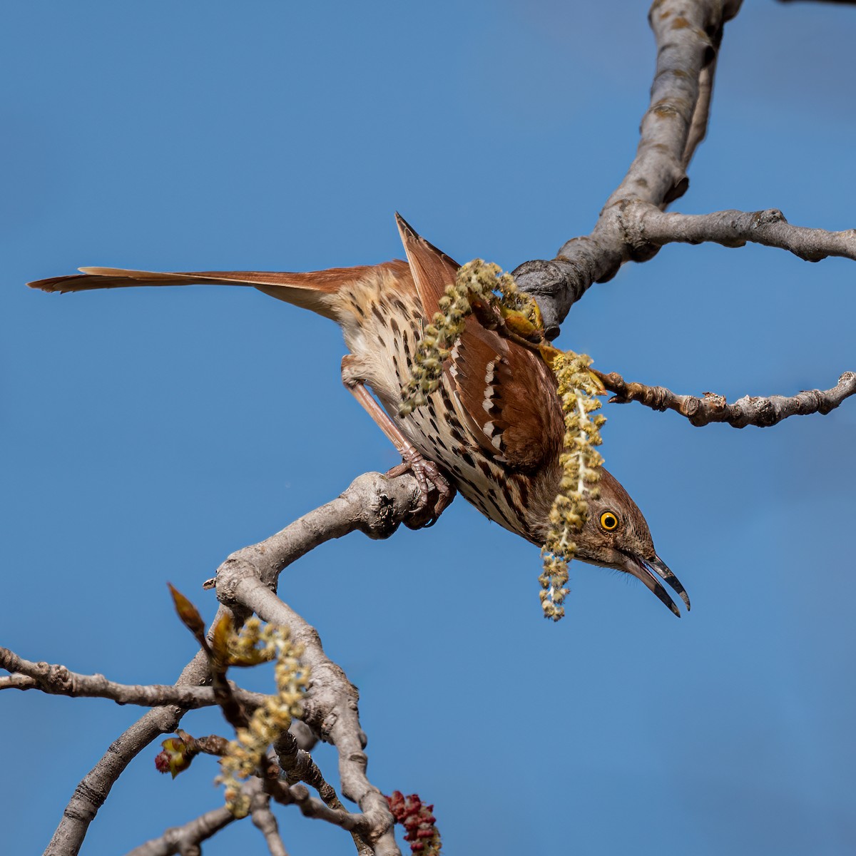 Brown Thrasher - ML558084551