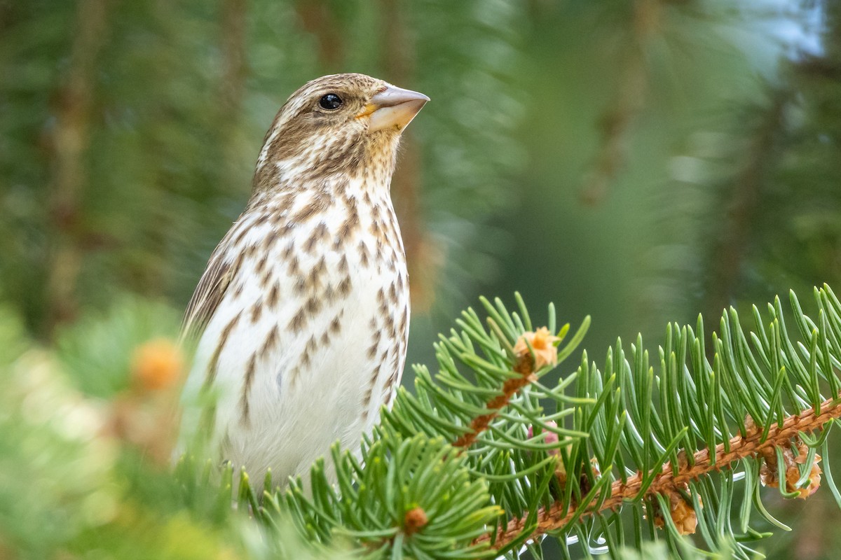 Purple Finch - ML558084821