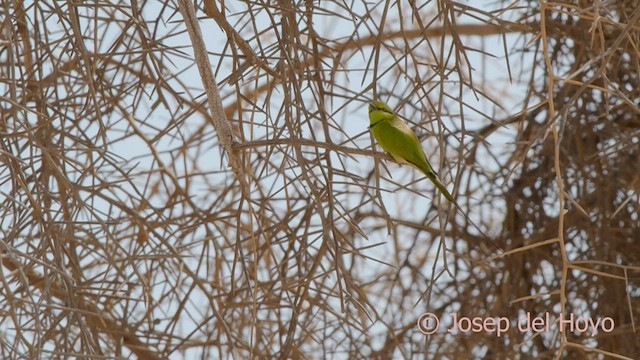 African Green Bee-eater - ML558085141