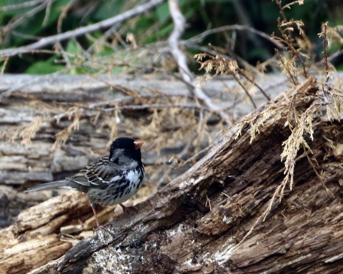 Harris's Sparrow - ML558085481