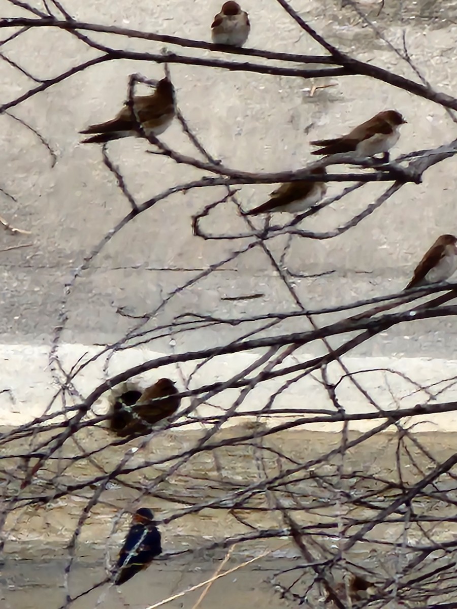 Northern Rough-winged Swallow - ML558085771