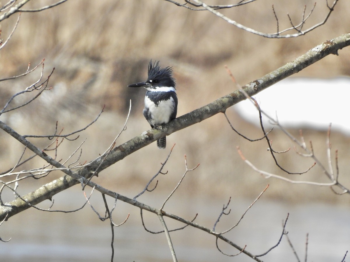 Belted Kingfisher - ML558086681