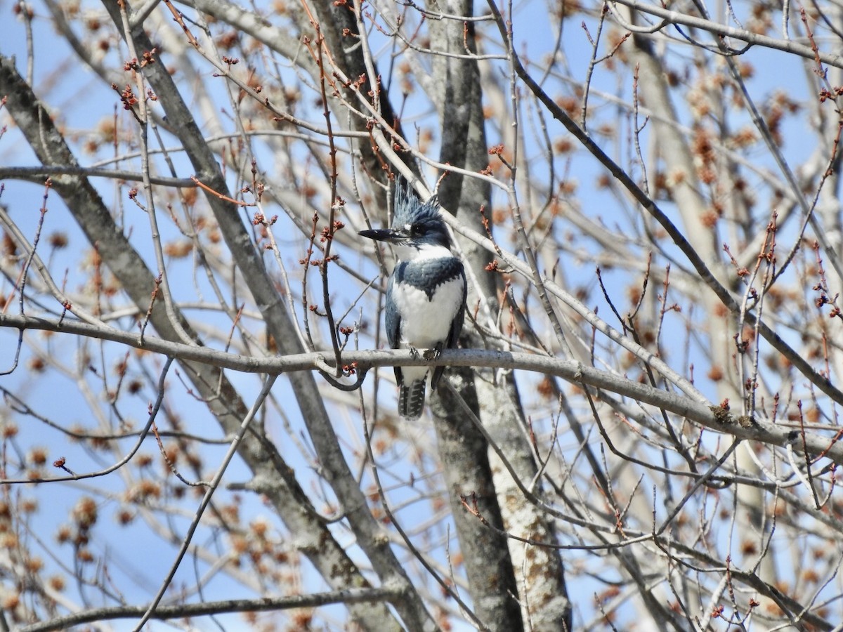 Belted Kingfisher - ML558086691