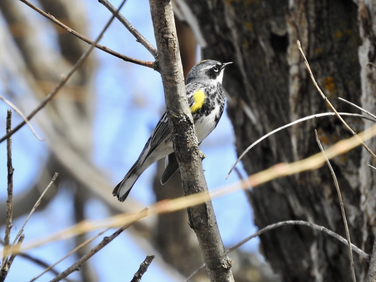 Yellow-rumped Warbler - ML558086861