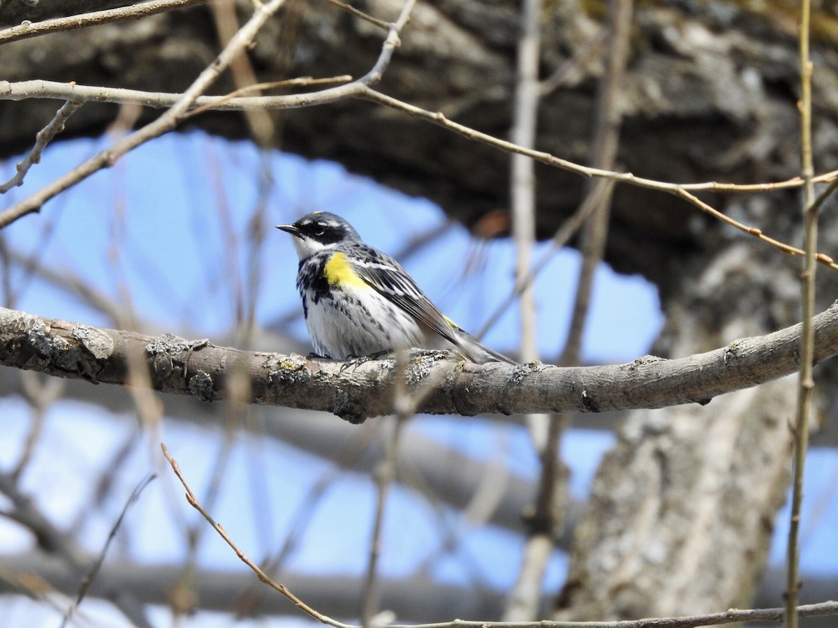 Yellow-rumped Warbler - ML558086871