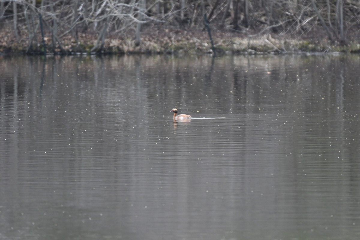 Horned Grebe - ML558087921